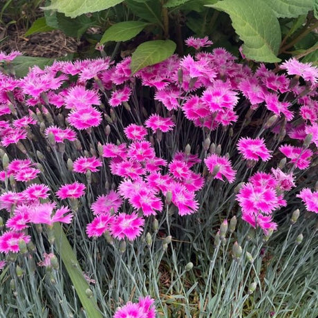 EverBloom™ Watermelon Ice Dianthus (Dianthus x 'G18139'), a perennial featuring pink flowers and perennial.