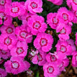 EverBloom&trade; Strawberry Tart Dianthus - Nature Hills Nursery - #1 Container - 