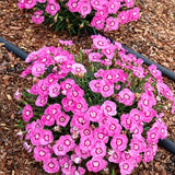 EverBloom&trade; Strawberry Tart Dianthus - Nature Hills Nursery - #1 Container - 