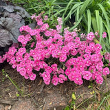EverBloom&trade; Strawberry Tart Dianthus - Nature Hills Nursery - #1 Container - 