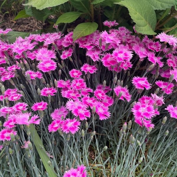 EverBloom&trade; Watermelon Ice Dianthus - Nature Hills Nursery - #1 Container - 