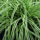 Plants Under $30