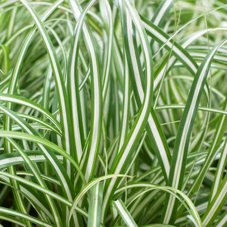 EverColor&reg; Everlite Variegated Sedge Grass