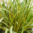 EverColor&reg; Everglow Sedge Grass - Nature Hills Nursery - #1 Container - 