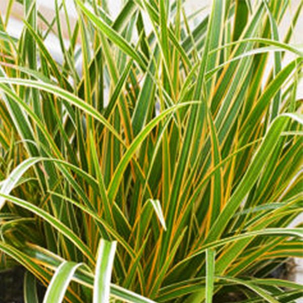 EverColor&reg; Everglow Sedge Grass - Nature Hills Nursery - #1 Container - 