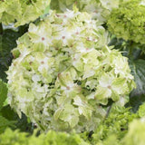 Everlasting&trade; Jade Hydrangea
