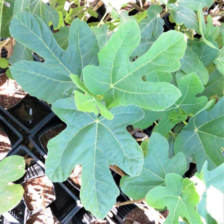 Excel Fig Tree - Nature Hills Nursery - 5x5x12 Inch Container - 