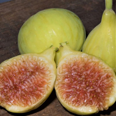 Excel Fig Tree - Nature Hills Nursery - 5x5x12 Inch Container - 