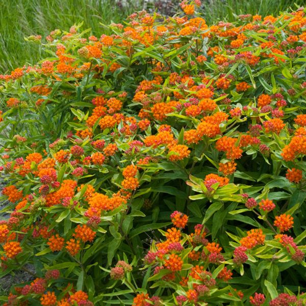 Exclusive Sweet Monarch Blend Milkweed