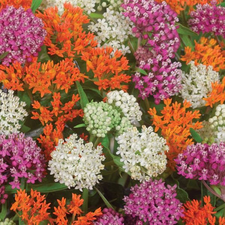 Exclusive Sweet Monarch Blend Milkweed - Perennial - Nature Hills Nursery - 9 Pack Bareroot - 