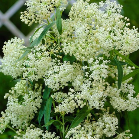 Exclusive Sweet Monarch Blend Milkweed - Perennial - Nature Hills Nursery - 9 Pack Bareroot - 