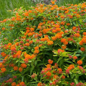 Exclusive Sweet Monarch Blend Milkweed - Perennial - Nature Hills Nursery - 9 Pack Bareroot - 