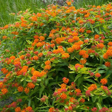 Exclusive Sweet Monarch Blend Milkweed - Perennial - Nature Hills Nursery - 9 Pack Bareroot - 