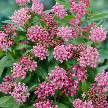 Exclusive Sweet Monarch Blend Milkweed - Perennial - Nature Hills Nursery - 9 Pack Bareroot - 