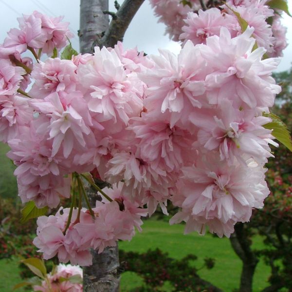 Weeping Extraordinaire&trade; Cherry Tree