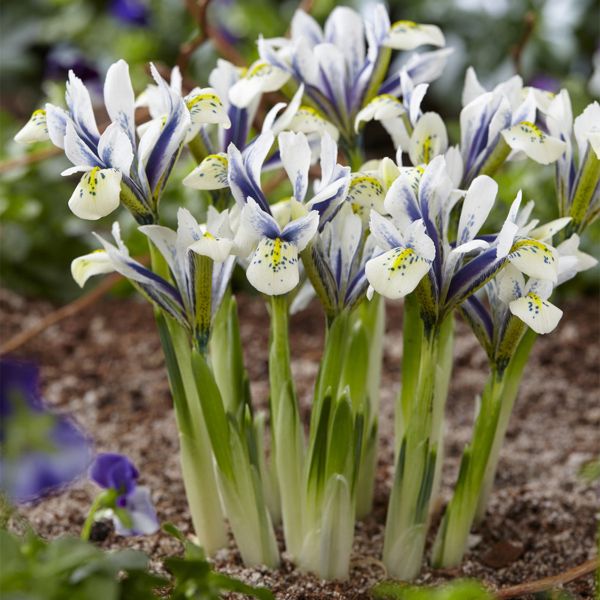 Eye Catcher Dutch Iris - Nature Hills Nursery - 8 Pack Bulbs - 