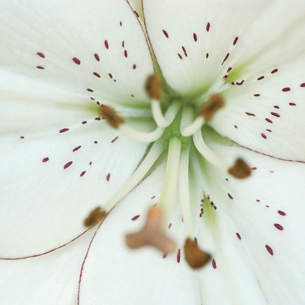 Eyeliner Lily - Nature Hills Nursery - 7 Pack Bulbs - 