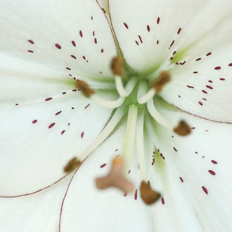 Eyeliner Lily - Nature Hills Nursery - 7 Pack Bulbs - 