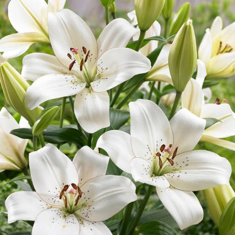 Eyeliner Lily - Nature Hills Nursery - 7 Pack Bulbs - 