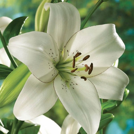 Eyeliner Lily - Nature Hills Nursery - 7 Pack Bulbs - 