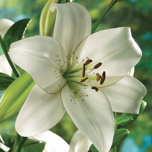 Eyeliner Lily