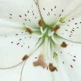 Eyeliner Lily