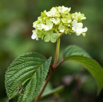 Opening Day&trade; Doublefile Viburnum