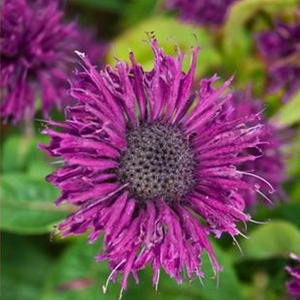 Purple Rooster Bee Balm