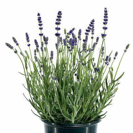 Blue Spear Lavender