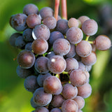 Frontenac Gris&trade; Grape Vine