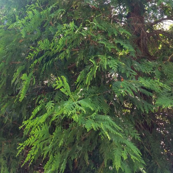 Spring Grove? Arborvitae