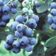 Tifblue Blueberry Bush