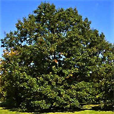 Black Oak