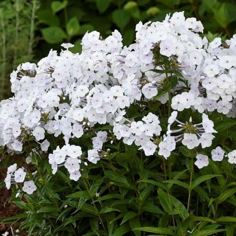 Fashionably Early Crystal Phlox