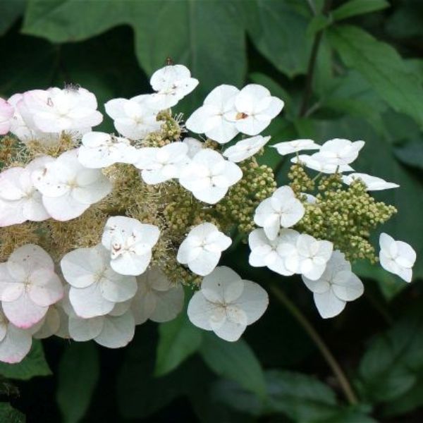 Pee Wee Dwarf Oakleaf Hydrangea