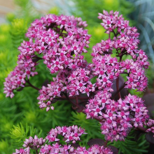 Sunsparkler Cherry Tart Sedum