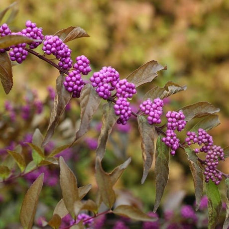 Early Amethyst Beautyberry