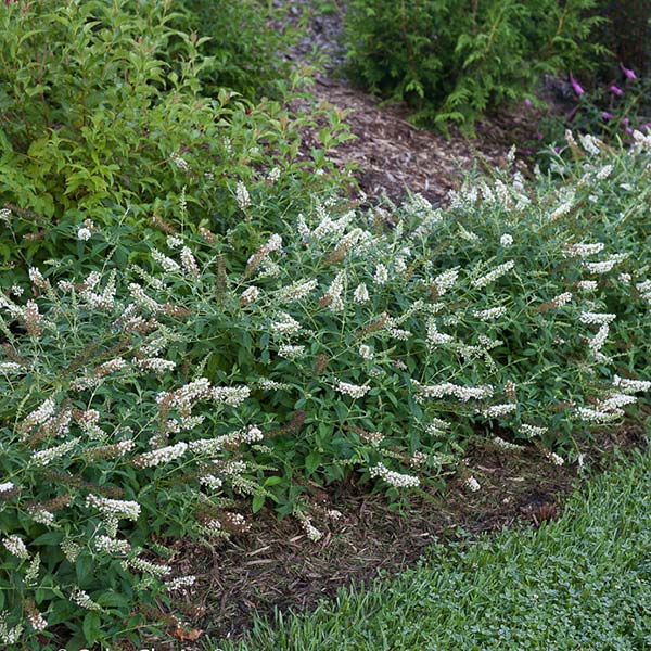 Lo & Behold&reg; Ice Chip Butterfly Bush