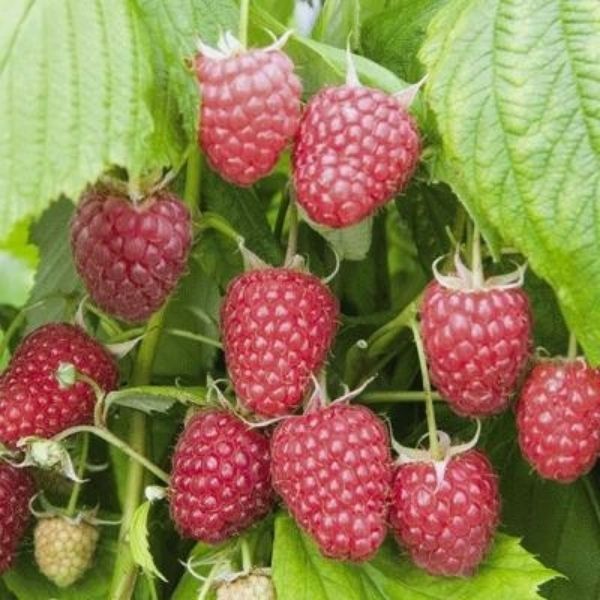 Polka Raspberry Bush