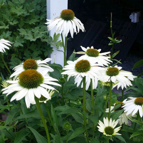 White Swan Coneflower