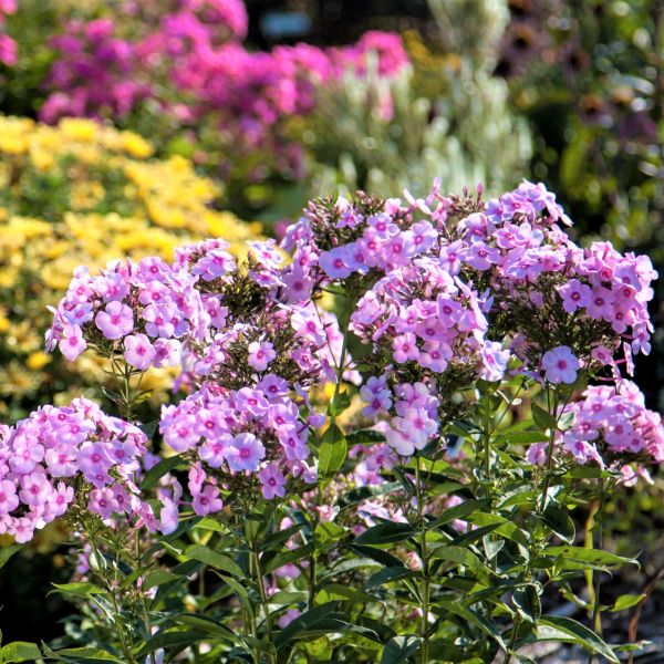 First Editions&reg; Cotton Candy&trade; Phlox