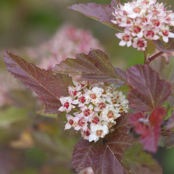 First Editions&reg; Amber Jubilee&trade; Ninebark TREE FORM