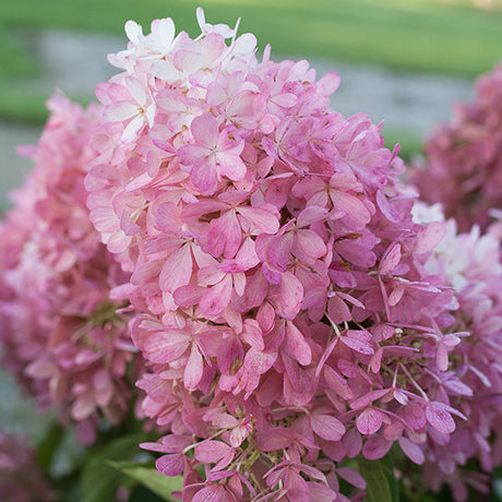 Zinfin Doll&reg; Panicle Hydrangea