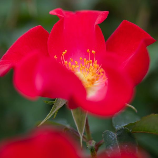 Easy Elegance&reg; Screaming Neon Red&trade; Rose