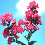 Tonto Crape Myrtle