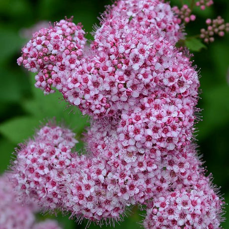 PowderPuff Spirea&trade;