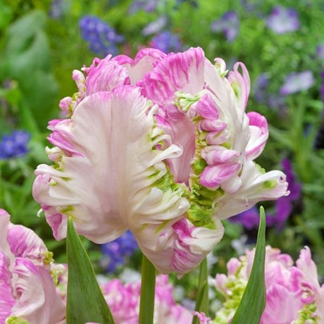 Weber's Parrot Tulip