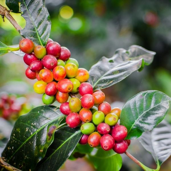 Coffee Plant