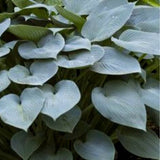 Halcyon Hosta