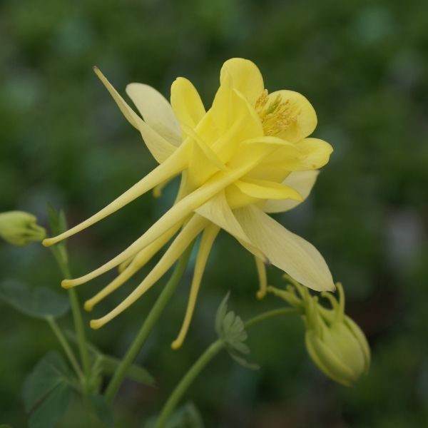 Sunshine Columbine